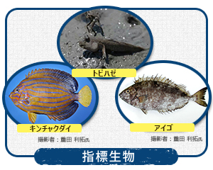 指標種の写真