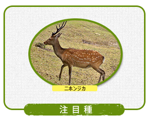注目種の写真
