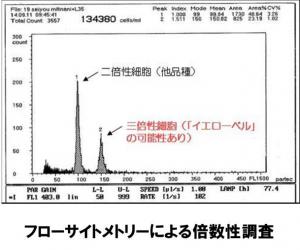 倍数性調査