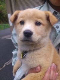 たら子犬の頃