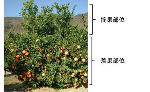 「はるみ」樹冠上部摘果