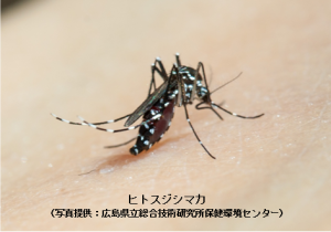 ヒトスジシマカ