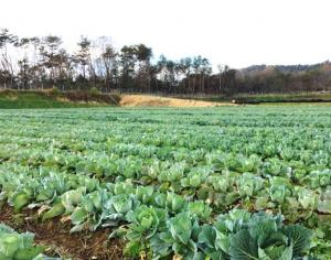 キャベツ大規模団地