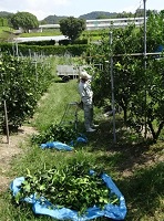 ②夏秋枝除去-2