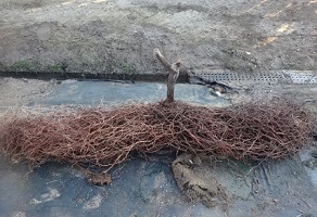 ③根の完全露出後