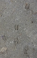 ②地面に付いた足跡