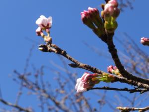 １輪開花