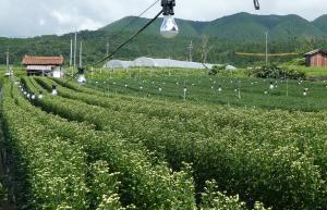 電照で開花調節したほ場