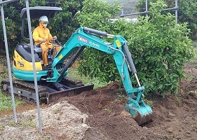 ①ｶﾝｷﾂ成木の移植作業