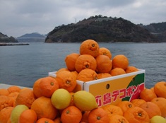 image of dekopon
