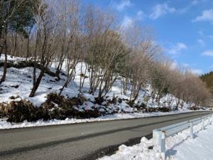 道路沿いの里山林整備 整備後