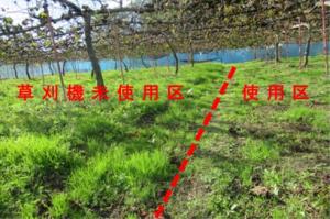 草刈機未使用区（左）と使用区（右）