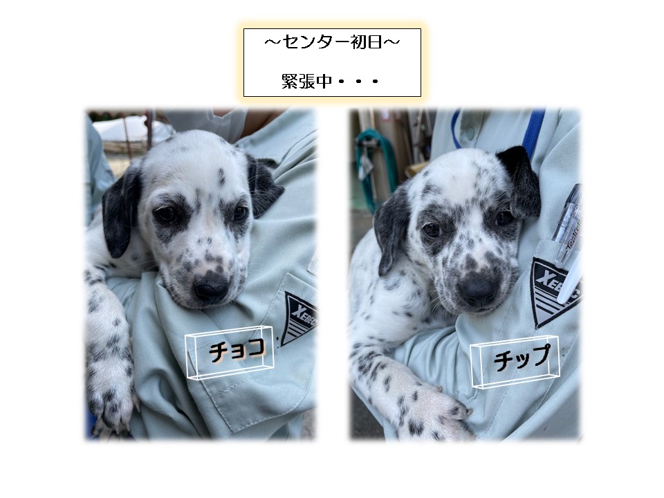 チョコチップ1