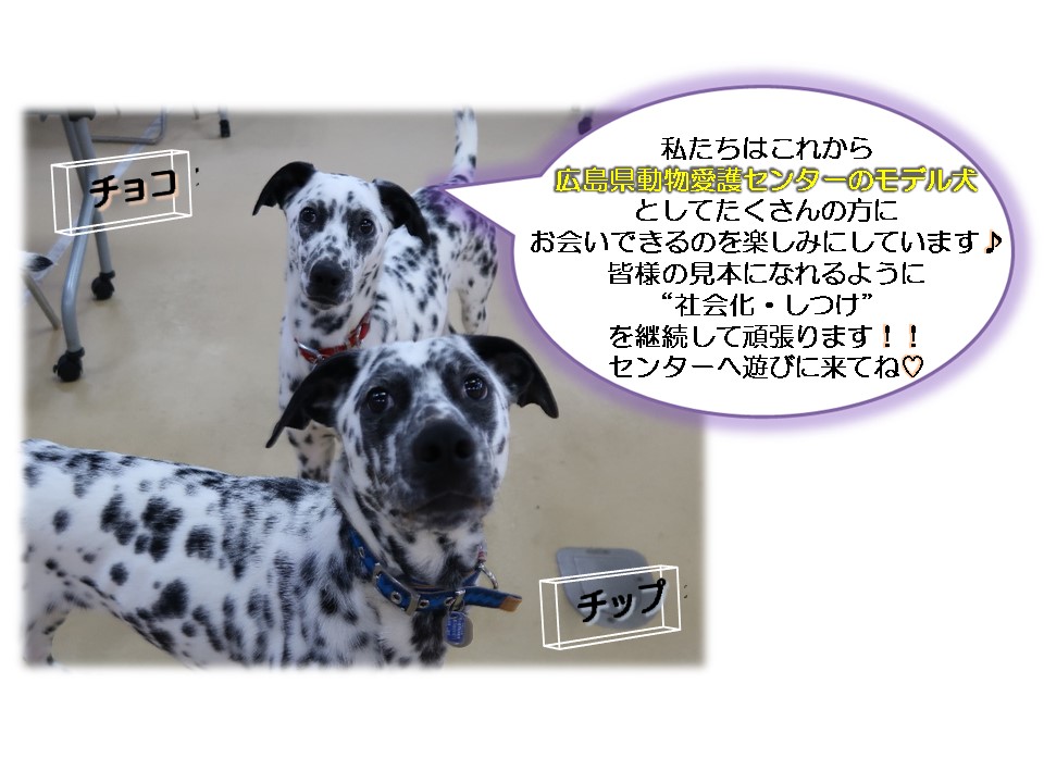 チョコチップ3