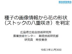 種子の画像情報から花の形状（ストックの八重咲き）を判定