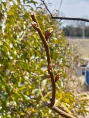 ②マメナシの花芽