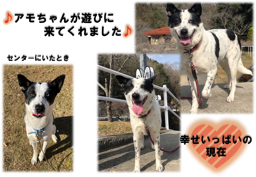 アモちゃん