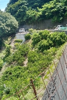 ②現地の急傾斜カンキツ園