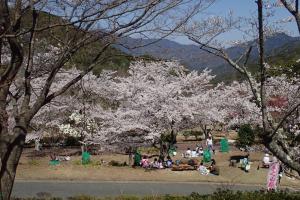 4-(広島市 森林保全課)さくら祭り_