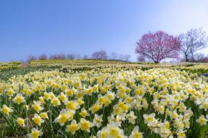 6-(庄原市)国営備北丘陵公園_備北花ピクニック_スイセン(3月中旬~4月上旬)
