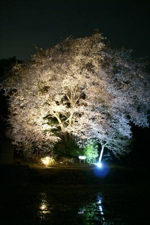 19-(熊野町)一反田地の山桜