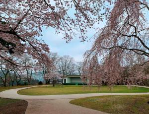 21-(三次市)尾関山公園_さくら