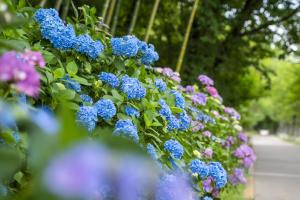 59-(庄原市)国営備北丘陵公園_初夏の花物語_アジサイ(6月下旬~7月上旬)