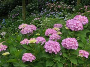 66-(三原市 自然環境課)花まつり