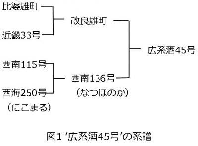 広系酒45号の系譜