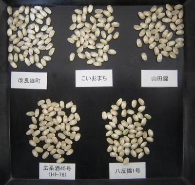 広系酒45号と比較品種の心白