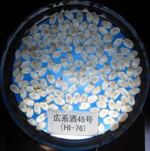 広系酒45号の玄米