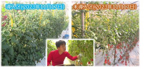詳細 谷本農園