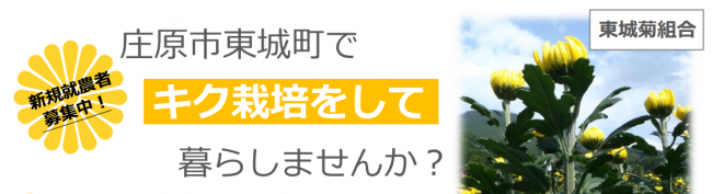 キク栽培について