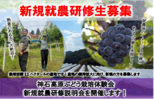 神石高原町ぶどう体験会画像