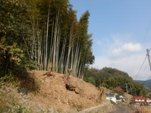 里山林整備(施業後)