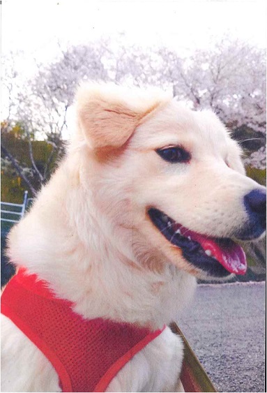 コマ