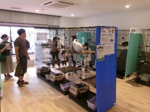 猫譲渡