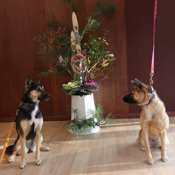 門松とモデル犬、つみれ、ロン