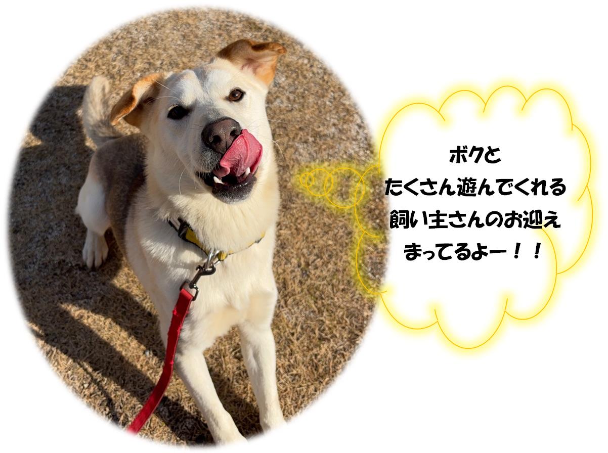 てんちゃん３