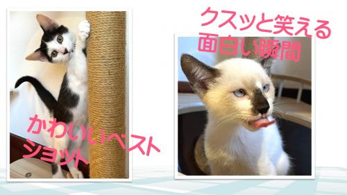 うちのにゃんこ写真展