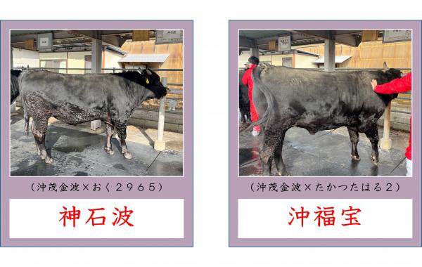 選抜された2頭