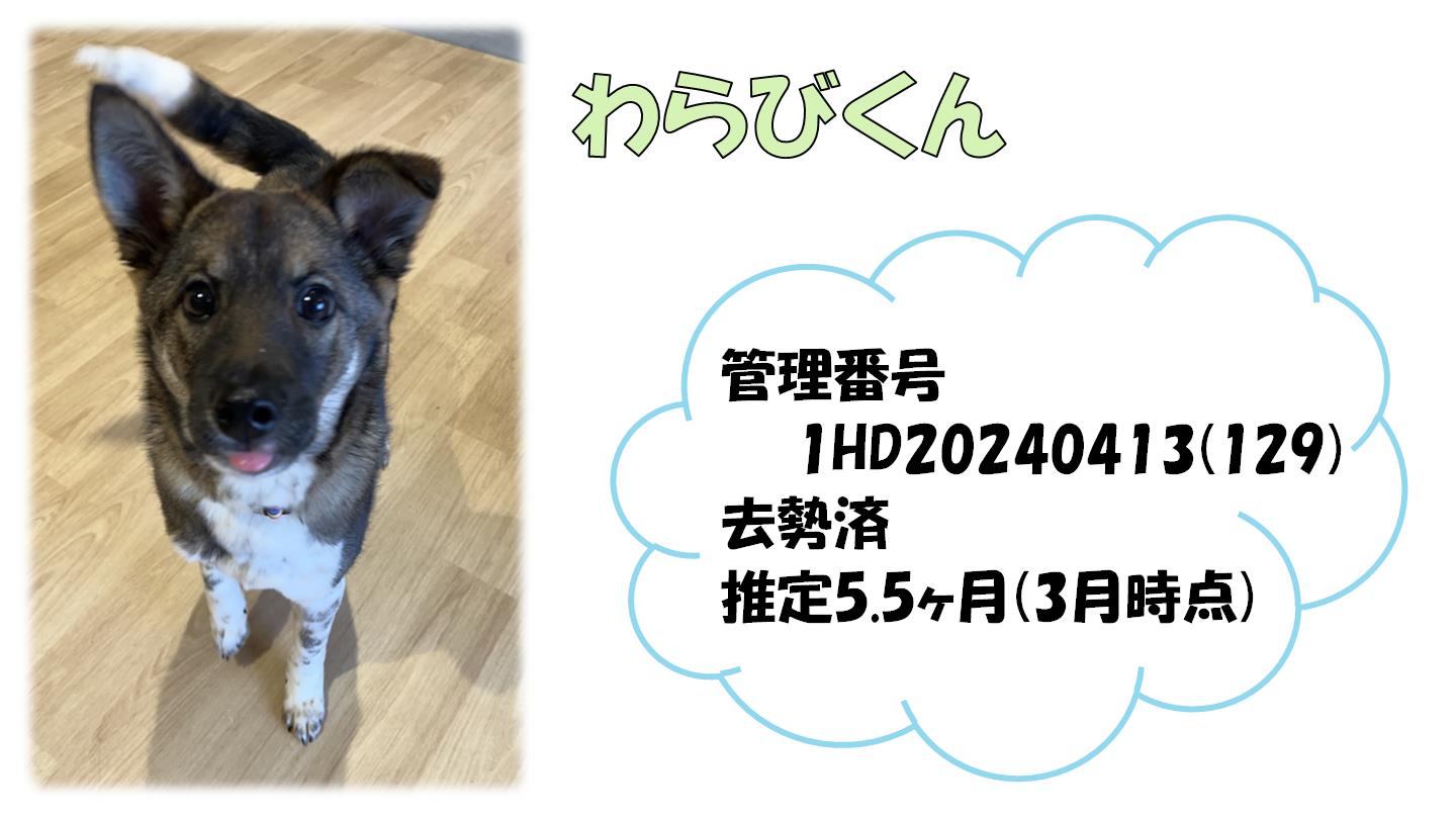 わらび
