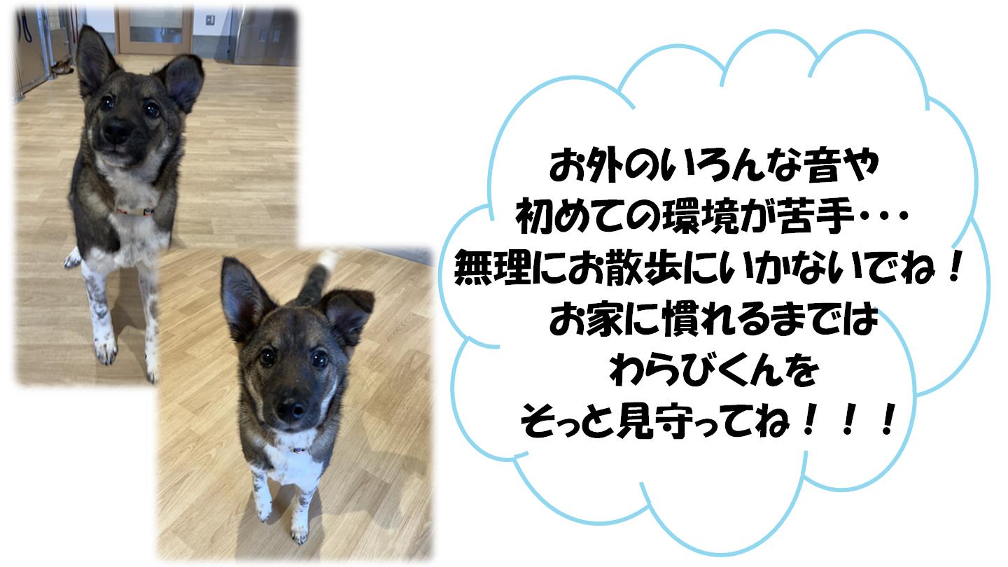 わらび２