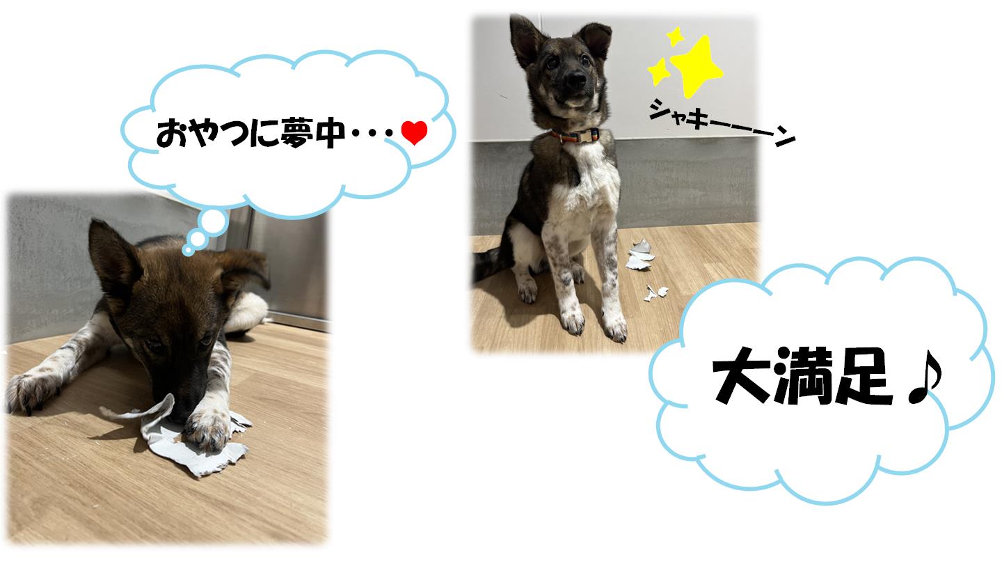 わらび３