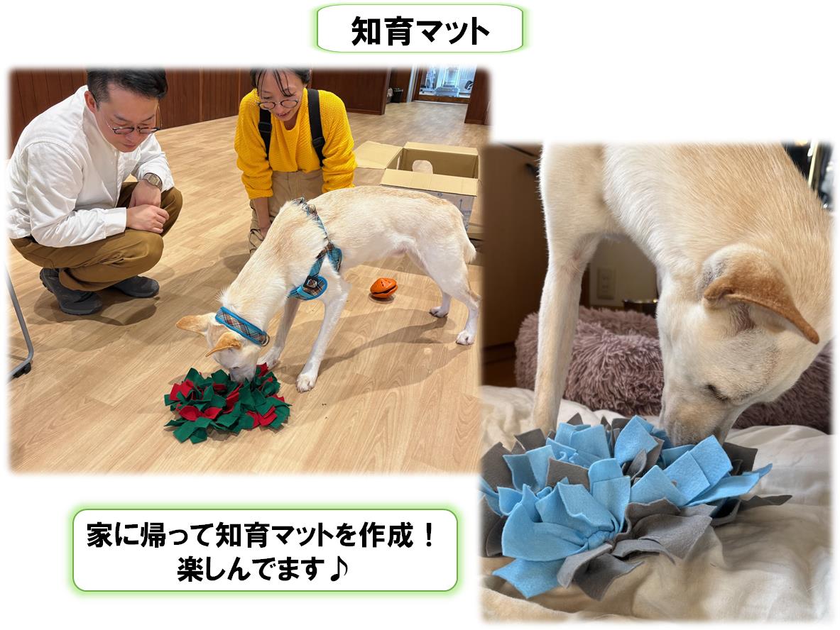 しらたま１