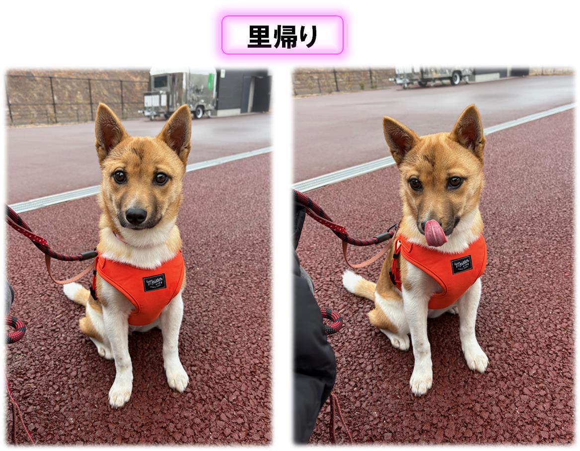 ケンコ