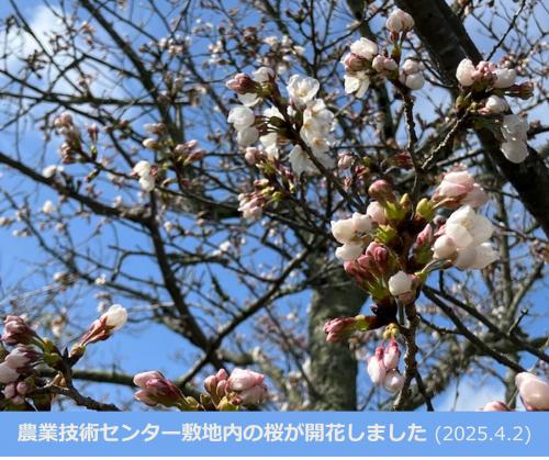 センター敷地内の桜が咲いた写真
