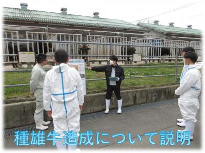 種雄牛造成について研究員が説明している様子