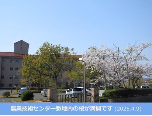 満開の桜の写真