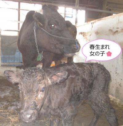母牛と子牛の元気な様子